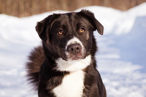 Галактика ищет любящую семью