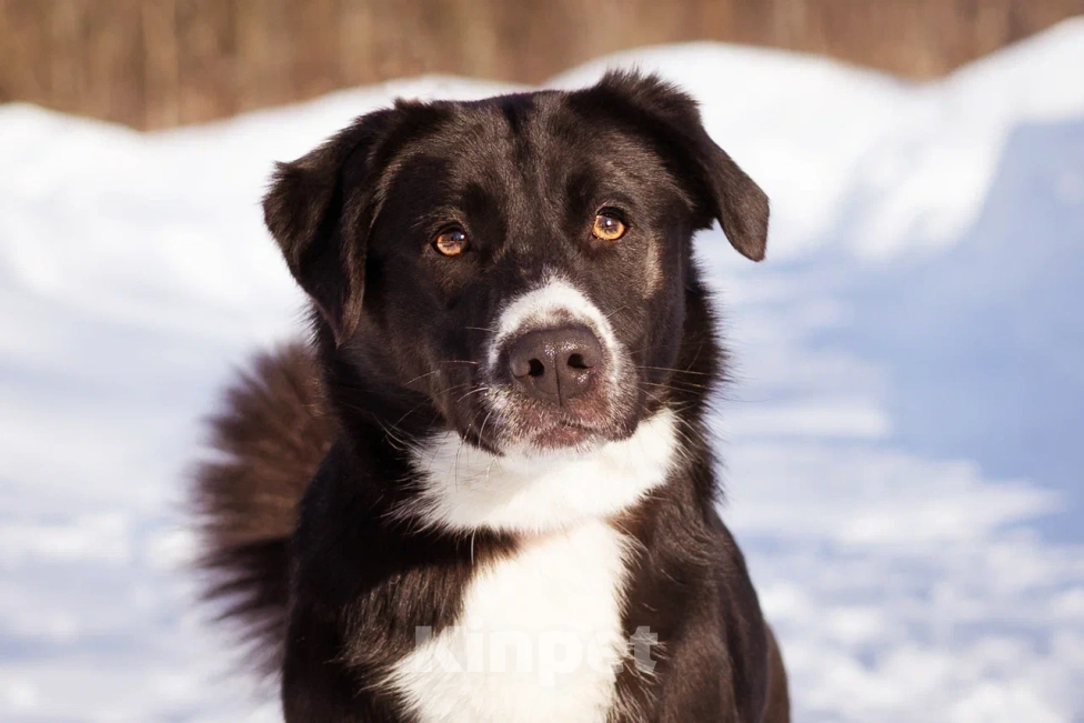Собаки в Москве: Галактика ищет любящую семью Девочка, Бесплатно - фото 1