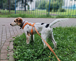 Собаки в Москве: Финик ищет семью Мальчик, Бесплатно - фото 2