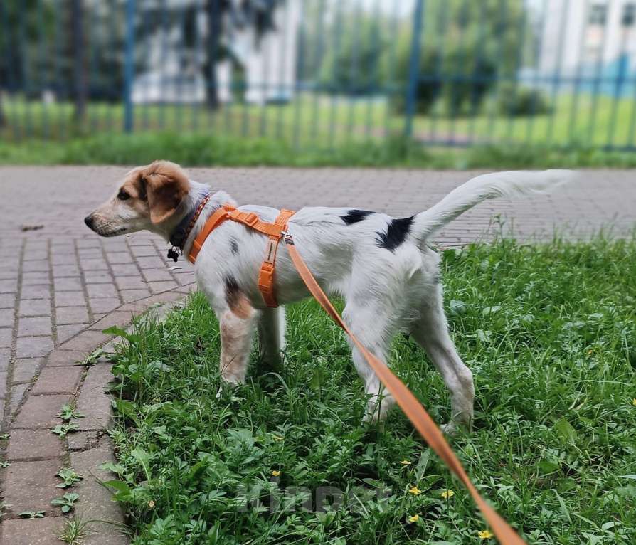 Собаки в Москве: Финик ищет семью Мальчик, Бесплатно - фото 2