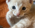 Кошки в Химках: Котята в добрые руки Мальчик, Бесплатно - фото 3