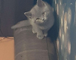 Кошки в Сосногорске: Котята британцы, 1 000 руб. - фото 2