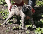 Собаки в Мур: Мопсяши  Мальчик, 30 000 руб. - фото 1