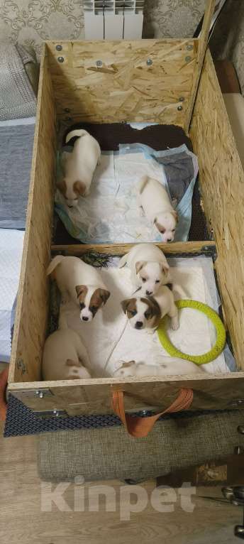 Собаки в Липецке: Порода : джек-рассел-терьер- Мальчик, Бесплатно - фото 3