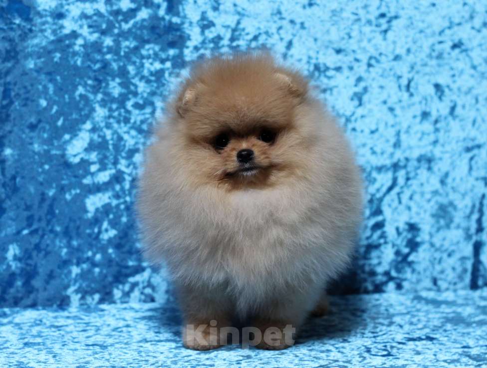 Собаки в Москве: Оранжевый мальчик Мальчик, Бесплатно - фото 1