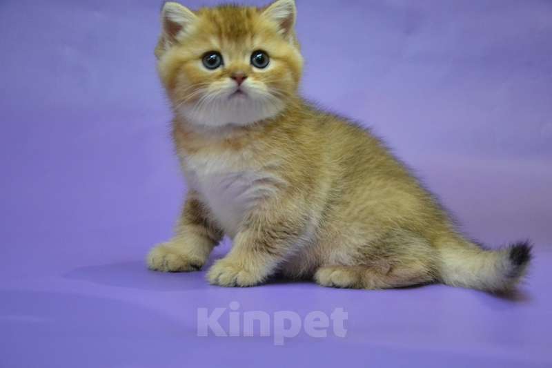 Кошки в Москве: Скоттиш страйт мальчик Мальчик, 45 000 руб. - фото 2