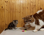 Кошки в Воронеже: Экзотический короткошёрстный котёнок Девочка, 20 000 руб. - фото 5
