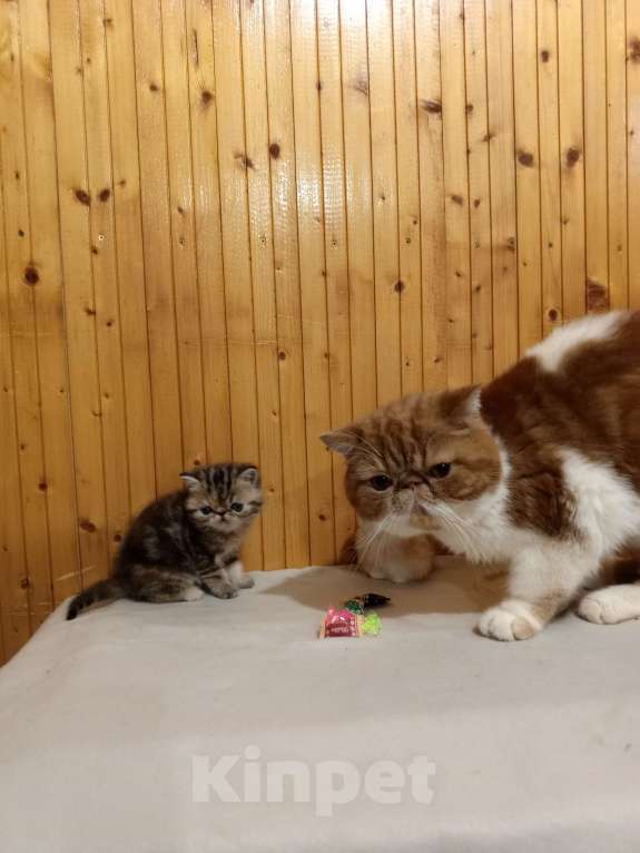 Кошки в Воронеже: Экзотический короткошёрстный котёнок Девочка, 20 000 руб. - фото 5