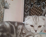 Кошки в Самаре: Потерялся котик, мальчик.  Мальчик, 3 000 руб. - фото 2