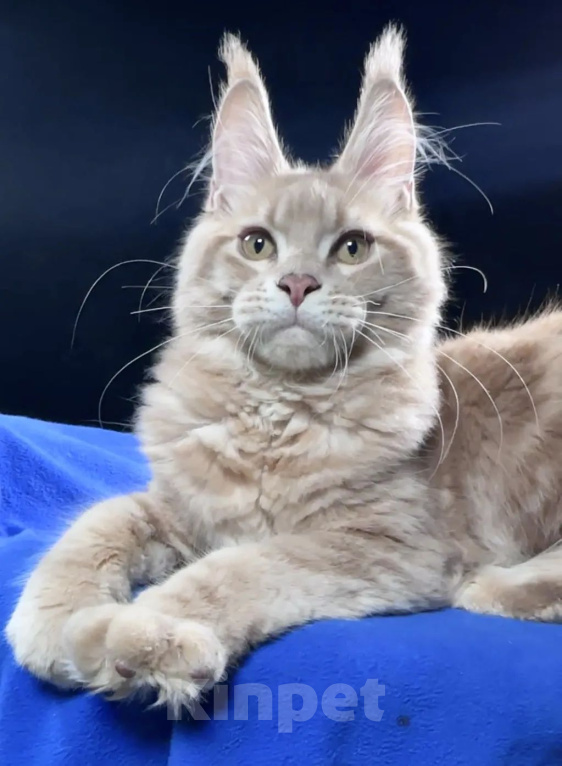 Кошки в Краснодаре: Кремовый мейн-кун — нежный мальчик в любящую семью Мальчик, Бесплатно - фото 1