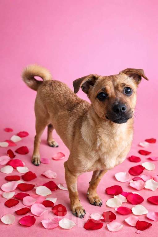 Собаки в Москве: Девочка Нюша ищет дом Девочка, Бесплатно - фото 5