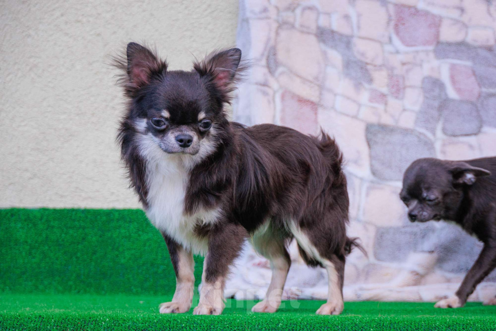 Собаки в Москве: Шикарный красавец Мальчик, 45 000 руб. - фото 8