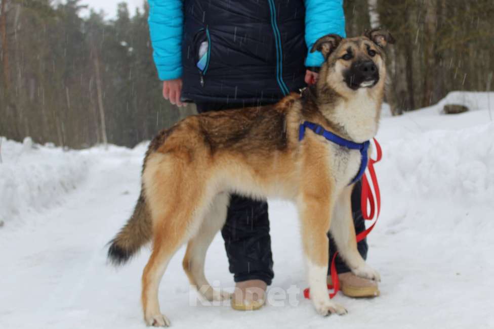 Собаки в Балашихе: замечательный пес ,которого никто не замечает Мальчик, 10 руб. - фото 4