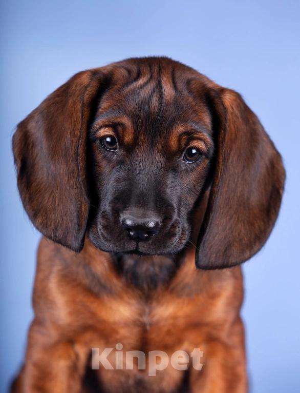 Собаки в Нижнем Новгороде: Продаётся сука 6 месяцев, документы РКФ, породная. На условиях.  Девочка, Бесплатно - фото 3