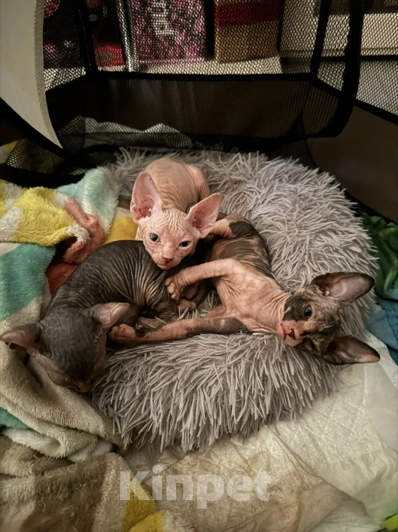 Кошки в Одинцово: Продадим прекрасных котят в добрую, любящую семью Разнополые, 15 000 руб. - фото 9