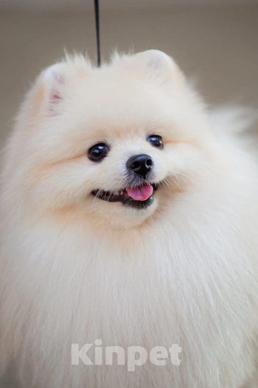 Собаки в Челябинске: Вязка  Мальчик, 1 руб. - фото 2