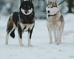 Собаки в Санкт-Петербурге: Умница хаски Айка из приюта Девочка, Бесплатно - фото 3