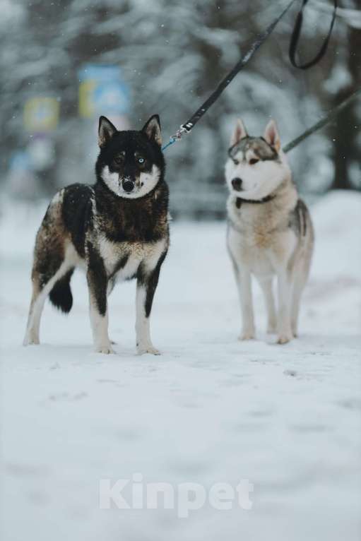 Собаки в Санкт-Петербурге: Умница хаски Айка из приюта Девочка, Бесплатно - фото 3