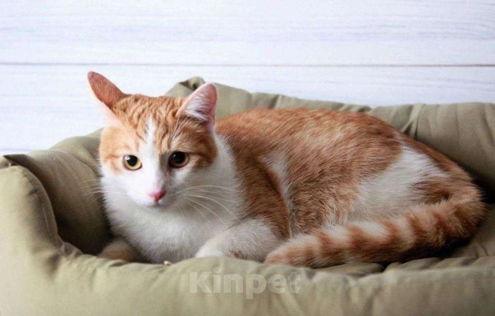 Кошки в Москве: Персиковый красавец Метти, молодой домашний котик в добрые руки Мальчик, 10 руб. - фото 1