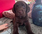 Собаки в Самаре: Шоколадный щенок лабрадора Мальчик, 45 000 руб. - фото 4