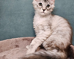 Кошки в Мытищах: Котёнок Мейн-кун Девочка, 40 000 руб. - фото 6
