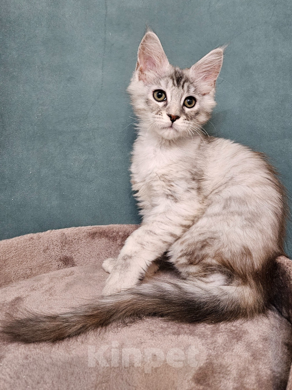 Кошки в Мытищах: Котёнок Мейн-кун Девочка, 40 000 руб. - фото 6