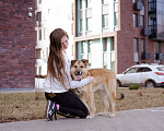 Собаки в Москве: Рыжуля в добрые руки! Девочка, Бесплатно - фото 2