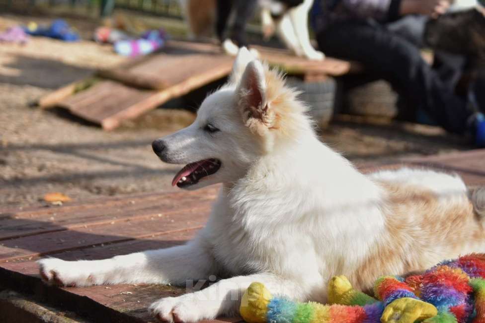 Собаки в Москве: Ненецкая оленегонная лайка, кобель Амур. Мальчик, 60 000 руб. - фото 5