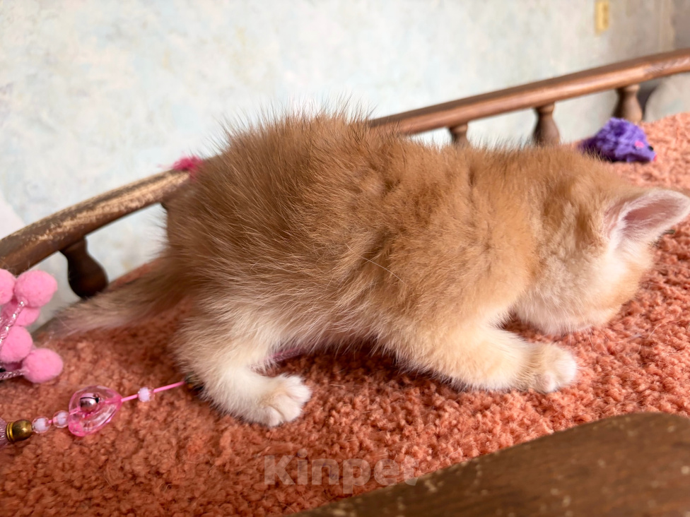 Кошки в Москве: Котик золотой шиншилла Мальчик, 25 000 руб. - фото 10