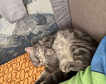 Кошки в Санкт-Петербурге: Отдам кошку в хорошие руки Девочка, Бесплатно - фото 2
