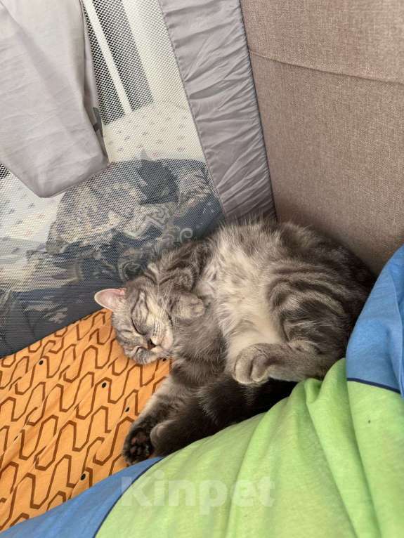 Кошки в Санкт-Петербурге: Отдам кошку в хорошие руки Девочка, Бесплатно - фото 2