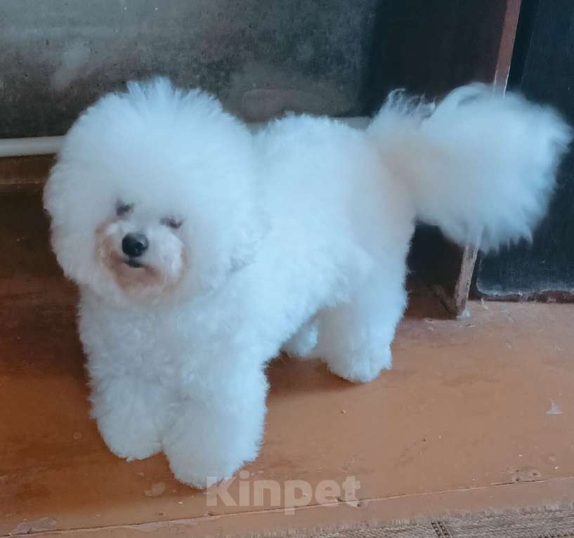 Собаки в Казани: Гламуркеннел Девочка, 150 000 руб. - фото 3