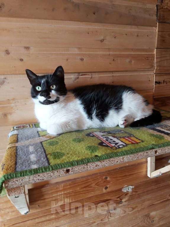 Кошки в Москве: Кошечка Коровка ищет дом Девочка, 1 руб. - фото 6