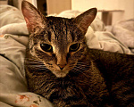 Кошки в Казани: Взрослый кот в добрые руки Мальчик, Бесплатно - фото 3