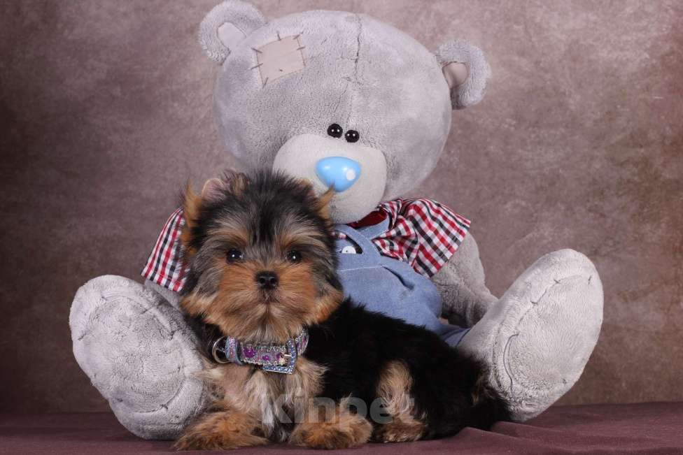 Собаки в Москве: Йоркширский  красавчик Ювентус Мальчик, 45 000 руб. - фото 2