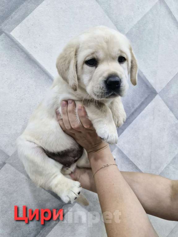 Собаки в Новокузнецке: Щенки Лабрадора РКФ Девочка, 60 000 руб. - фото 4