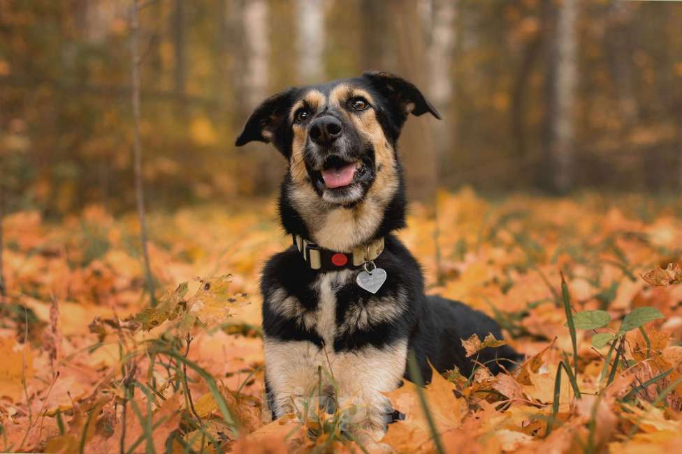 Собаки в Москве: Трогательная милашка Шаби в поиске любящих родителей! Девочка, Бесплатно - фото 5