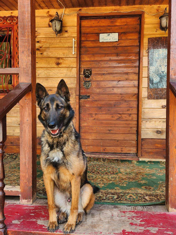 Собаки в Москве: Барди ищет семью,2г,30кг,Привит, Кастрирован  Мальчик, Бесплатно - фото 5