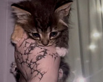 Кошки в Туле: КОТЯТА ИЩУТ ДОМ Девочка, Бесплатно - фото 1