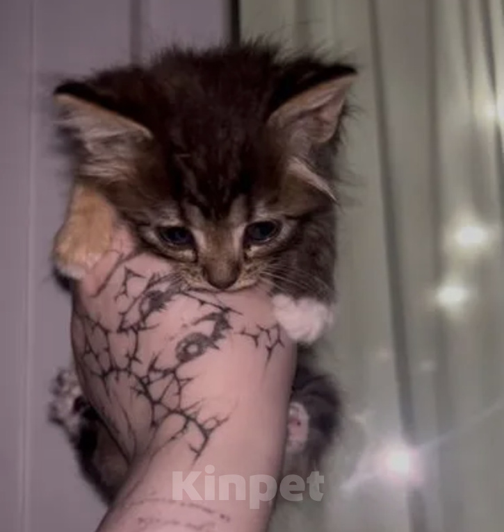Кошки в Туле: КОТЯТА ИЩУТ ДОМ Девочка, Бесплатно - фото 1
