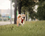 Собаки в Москве: Банджо редкой ханаанской породы живет в приюте Мальчик, Бесплатно - фото 1