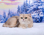 Кошки в Красноярске: Британская кошка. Девочка Девочка, 25 000 руб. - фото 1