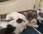 Кошки в Кемерово: Котята Разнополые, Бесплатно - фото 10