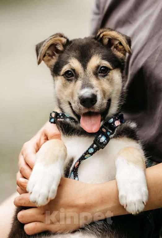 Собаки в Москве: Щенок девочка в добрые руки  Девочка, Бесплатно - фото 6