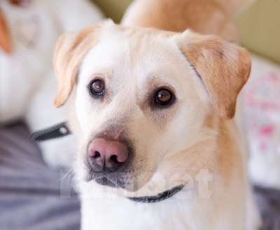 Собаки в Москве: Лабр-самый добрый пёс на свете! Мальчик, Бесплатно - фото 4