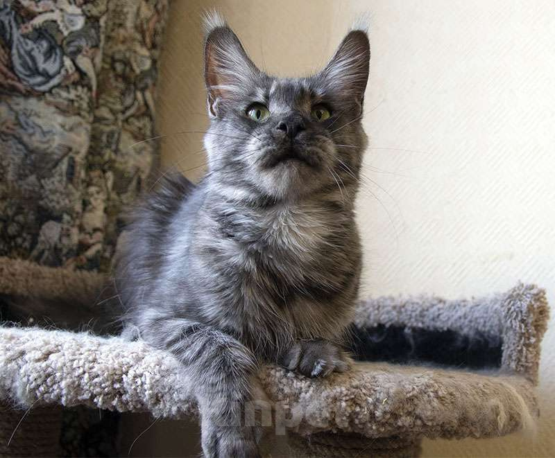 Кошки в Москве: Мейн кун, кошечка. Девочка, 6 000 руб. - фото 8