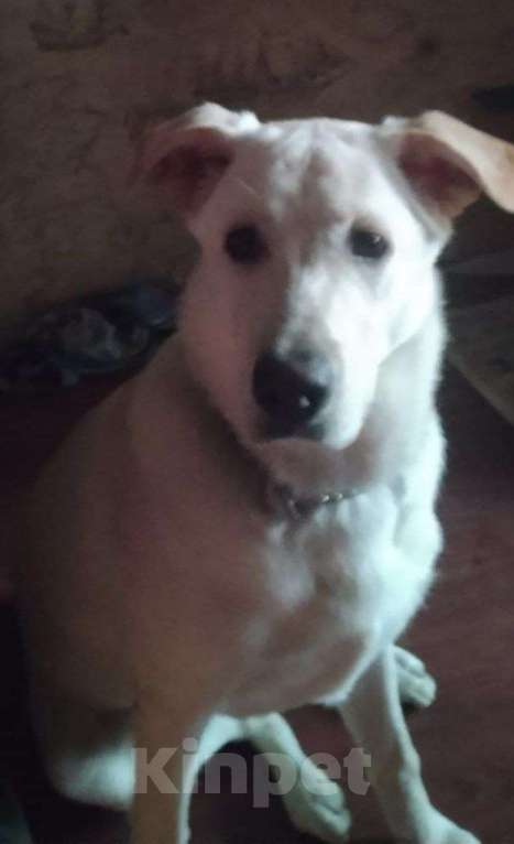 Собаки в Москве: Отдам в добрые руки девочку Майю🥹 Девочка, Бесплатно - фото 2