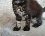 Кошки в Ливны: Котята мейн-кун, 20 000 руб. - фото 4