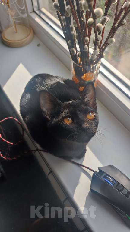 Кошки в Санкт-Петербурге: Бомбейские котята  Мальчик, Бесплатно - фото 5