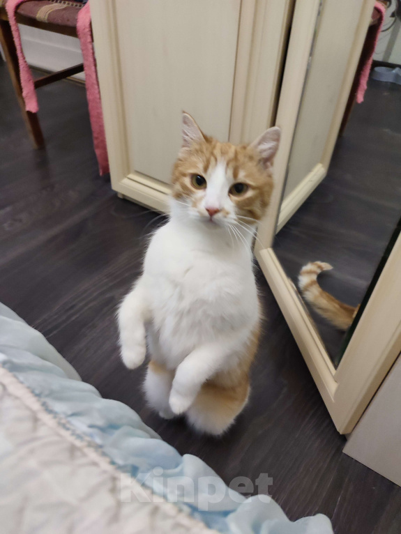 Кошки в Туле: Трогательная Сима ищет СВОЙ дом Девочка, Бесплатно - фото 3